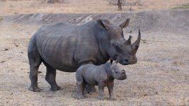 rhino and baby sony email DSC00111.jpg