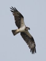 3.Osprey.JPG