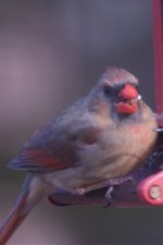 Female Cardinal.jpg