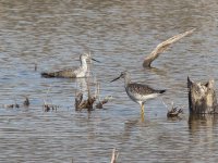 Greater Yellowlegs.jpg