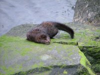 1 Wet mink, Kennacraig.jpg