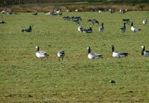 2 Barnacle Geese, Loch Gruinart.jpg