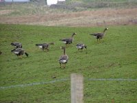 3 White-fronted Geese, Loch Gruinart.jpg