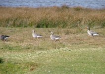 4 Greylag Geese, Ardnave.jpg