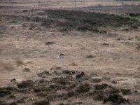 5 Hen Harrier, Loch Gorm.jpg