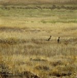 Pheasants out Front 5x5.JPG