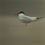 Caspian Tern 5x5.JPG