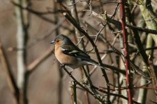 Chaffinch_5341_cropped.jpg