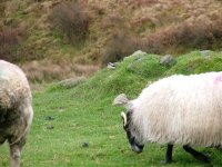 6 Wheatear among sheep, Mull of Oa.jpg