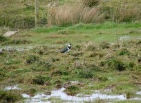 7 Lapwing, near Bowmore.jpg