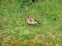 8 Goldfinch, Ardbeg Distillery.jpg