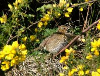 9 Young Song Thrush, near RSPB, Loch Gruinart.jpg