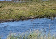 10 Foraging Redshank, RSPB hide, Loch Gruinart. Also present were Teal, Pintail, Mute Swan, Wren.jpg