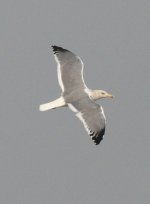 1.Heuglin's Gull.JPG