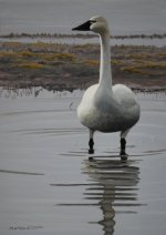 Tundra Swan 7x5.JPG