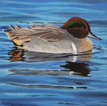 Greenwing Teal 4x4.JPG