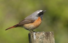 redstart high.jpg