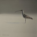 long billed curlew 5x5.JPG