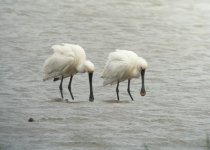 Spoonbill4.jpg