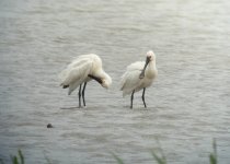 Spoonbill5.jpg