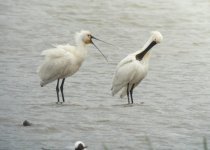 Spoonbill6.jpg