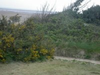 gorse and brambles.JPG