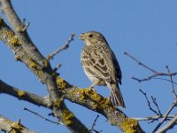 L1250743_Corn Bunting.jpg