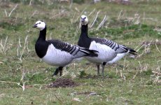 Barnacle Geese (R).jpg