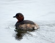 Little Grebe (R).jpg