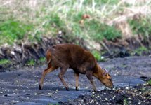 Muntjac Deer.jpg