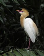 cattle egret breed G1_1300042.jpg