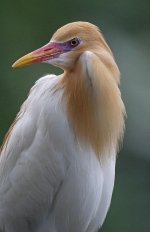 cattle egret breed G1 nik20mm adj_1280166.jpg