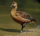 whistling duck adj G1_1270820.jpg