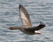 greylag-in-flight.jpg