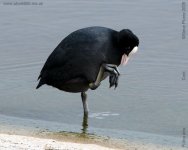 coot-bf.jpg