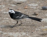 pied-wagtail-bf.jpg