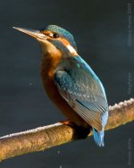 kingfisher-1-bf.jpg