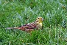 garden-birds-09-137-yh.jpg