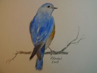 Bluebird.JPG