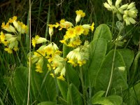 cowslips.JPG