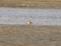 Possible Sanderling. (1024x768).jpg