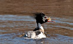 RBMerganser.jpg