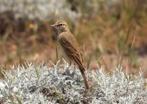 2 PIPIT TAWNY 3 SKALA KALLONI BEACH 080509.jpg