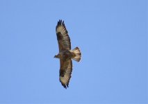 5 RAPTORS BUZZARD LONG LEGGED SIGRI LEVOs 090509.jpg