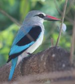 Woodland Kingfisher.jpg
