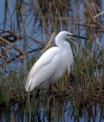 Little Egret (R).jpg