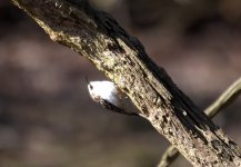 Treecreeper (R).jpg