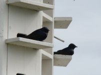 Purple Martins.jpg