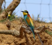 Copy of Bee Eaters, Extremadura, April 2009 033.jpg