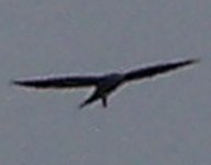 Swallow-tailed Kite.JPG